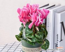 揭示仙客来的内涵与象征意义 以仙客来的寓意和象征