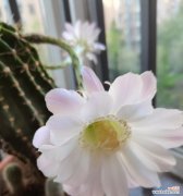 揭秘仙人球的花语与神奇能量 仙人球的美丽传说