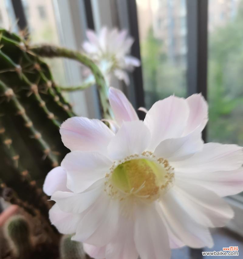 揭秘仙人球的花语与神奇能量 仙人球的美丽传说