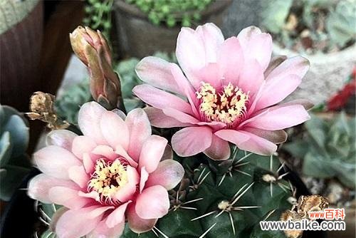 揭秘仙人球的花语与神奇能量 仙人球的美丽传说