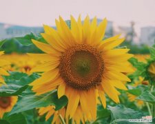 一朵向阳的坚强之花 向日葵的花语与传说