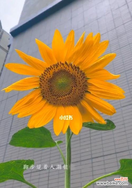 探寻向日葵花语的深意与适用对象 阳光花海