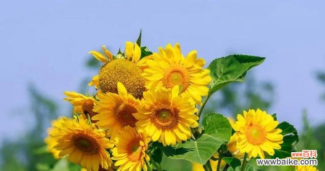 阳光 向日葵花语与代表意义