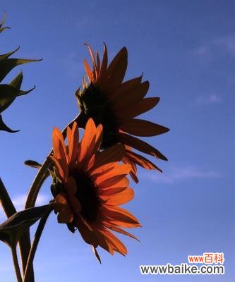 揭秘向日葵的象征与生长之谜 向日葵的意义与魅力