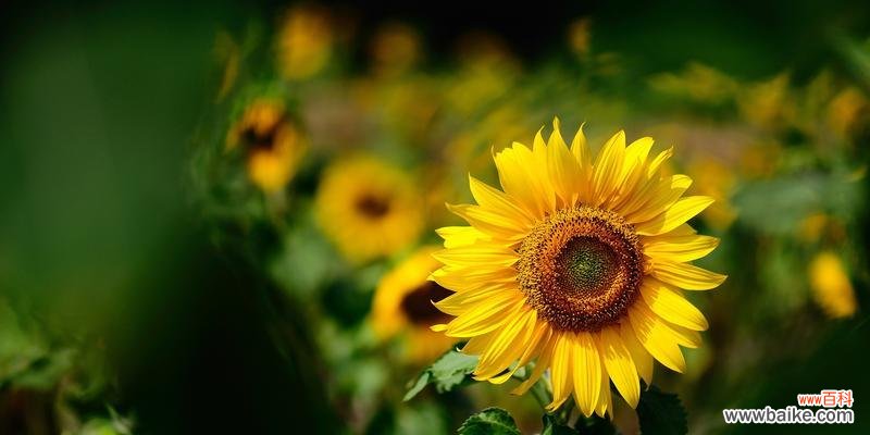 向日葵花期的美与深意 向日葵