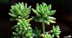 用植物的语言诉说恒久爱情 植物中的爱情之花