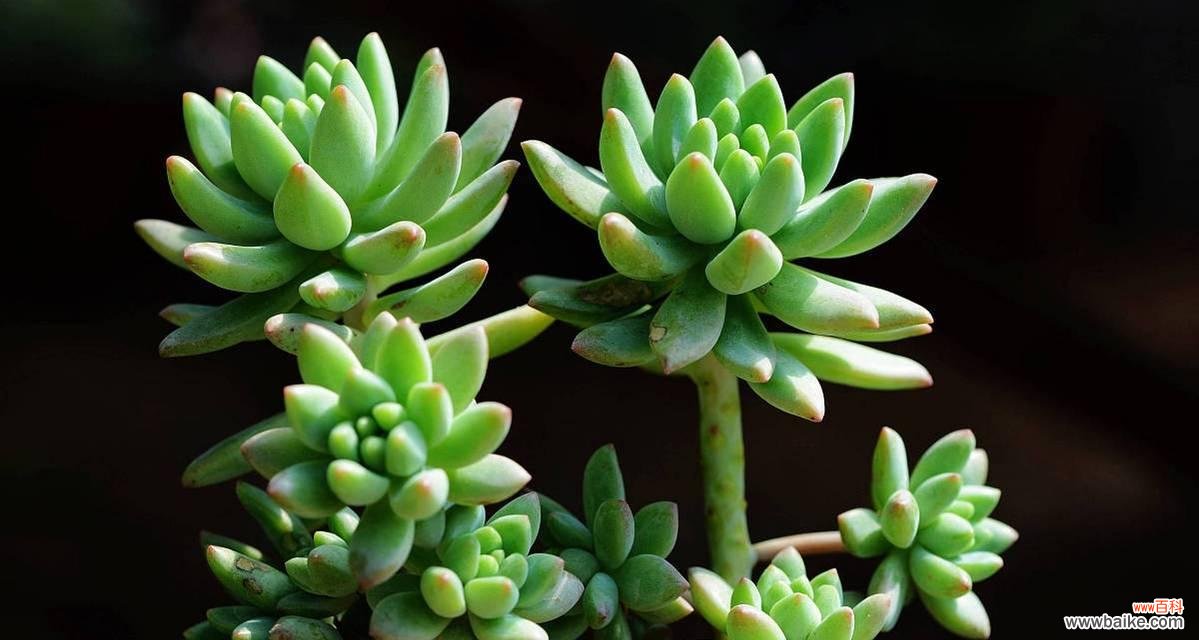 用植物的语言诉说恒久爱情 植物中的爱情之花