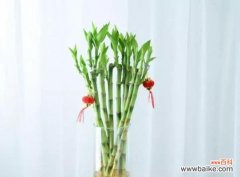 向日葵 踏上成功之路——以象征步步高升的植物为主题