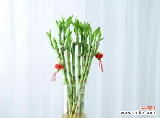 向日葵 踏上成功之路——以象征步步高升的植物为主题