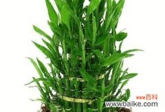 植物中蕴含的财富之能量 财富象征的植物