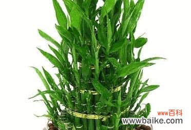 植物中蕴含的财富之能量 财富象征的植物