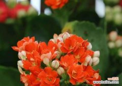 探寻大自然中的长寿之谜 寿命长久的植物天赐长寿