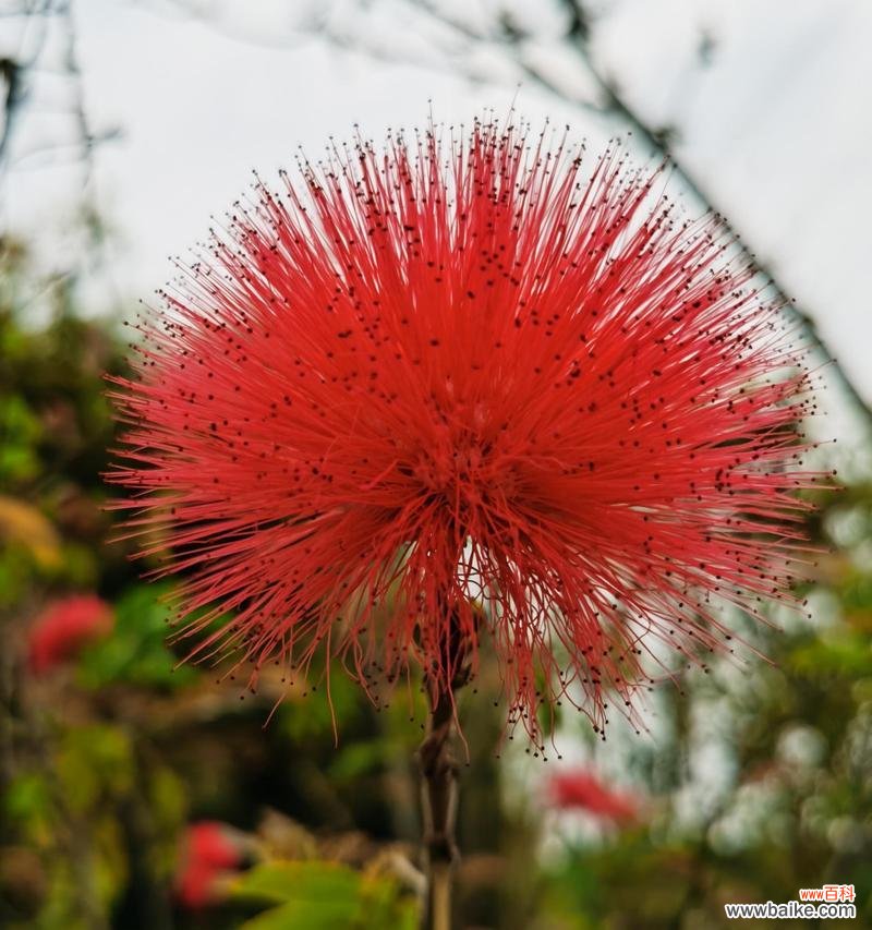 合欢花满眼醉意的花语有何含义?
