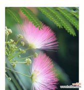 合欢花满眼醉意的花语有何含义？