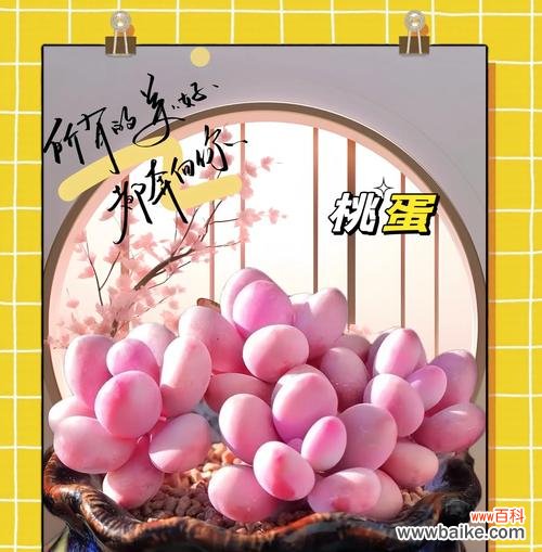 多肉花卷的寓意是什么？花语中隐藏了哪些信息？