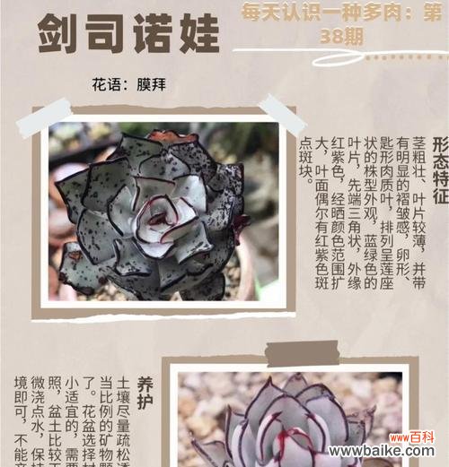 多肉花卷的寓意是什么？花语中隐藏了哪些信息？