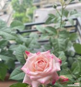 折射花语的象征意义是什么？