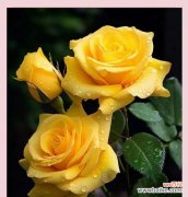 女生送给男生黄玫瑰花代表什么？黄玫瑰在爱情中通常象征什么？