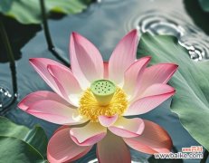 十二月的祈愿花语有哪些？它们各自代表了什么？