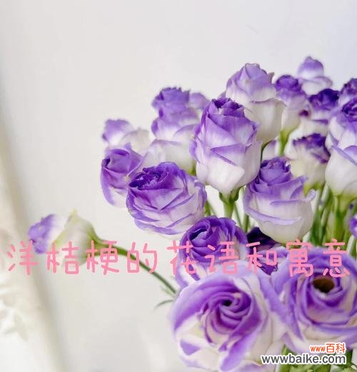 多色桔梗的花语是什么意思？多色桔梗的寓意是什么？