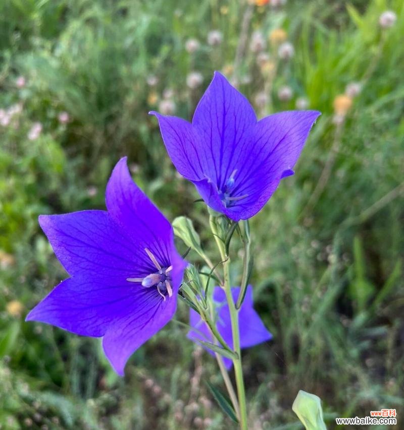 多色桔梗的花语是什么意思？多色桔梗的寓意是什么？