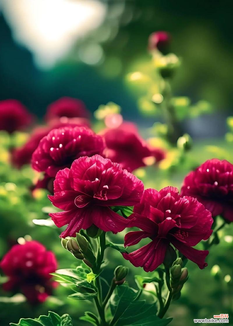 多色桔梗的花语是什么意思？多色桔梗的寓意是什么？