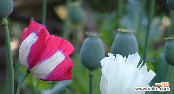 致命诱惑在花语中是如何表达的？它代表了什么？