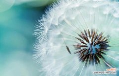 致命诱惑在花语中是如何表达的？它代表了什么？