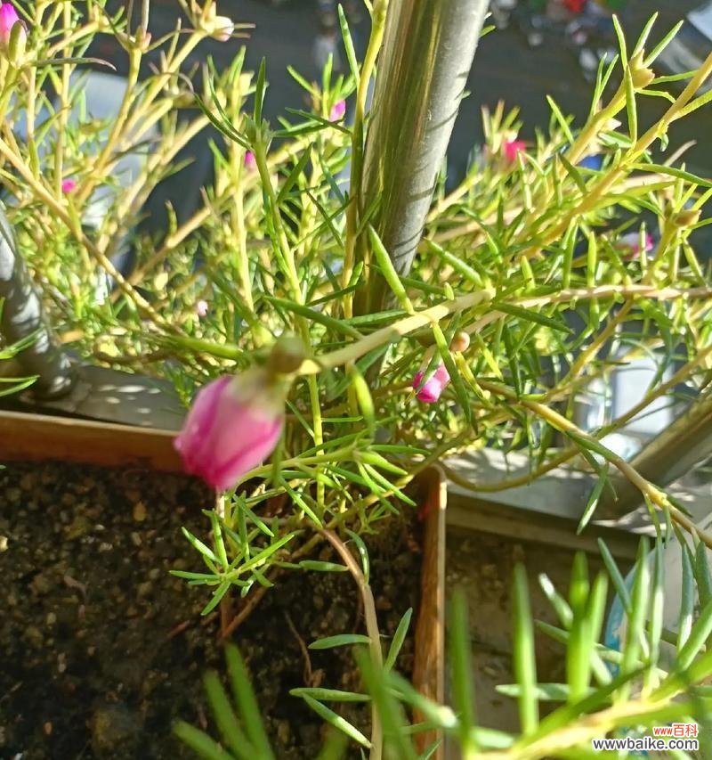 花语清风通常代表了什么？