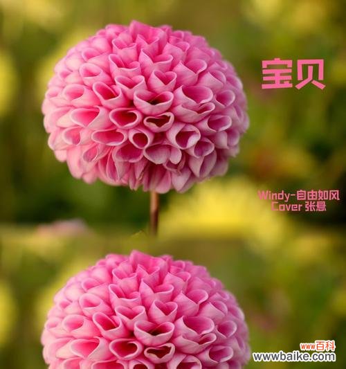 花语清风通常代表了什么？