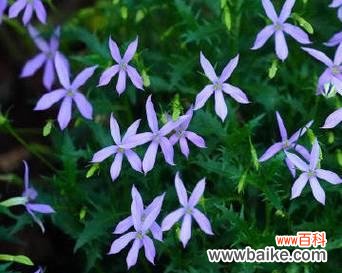 无叶兰在花语中代表了什么？它传递了哪些特别的信息？