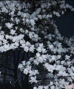 无叶兰在花语中代表了什么？它传递了哪些特别的信息？