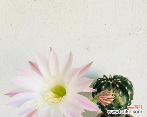 探寻仙人球花开的奥秘——寄托希望与勇气 仙人球开花的寓意和象征