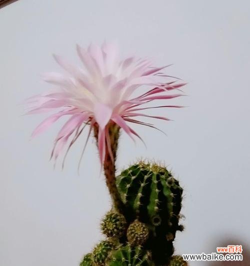 探寻仙人球花开的奥秘——寄托希望与勇气 仙人球开花的寓意和象征