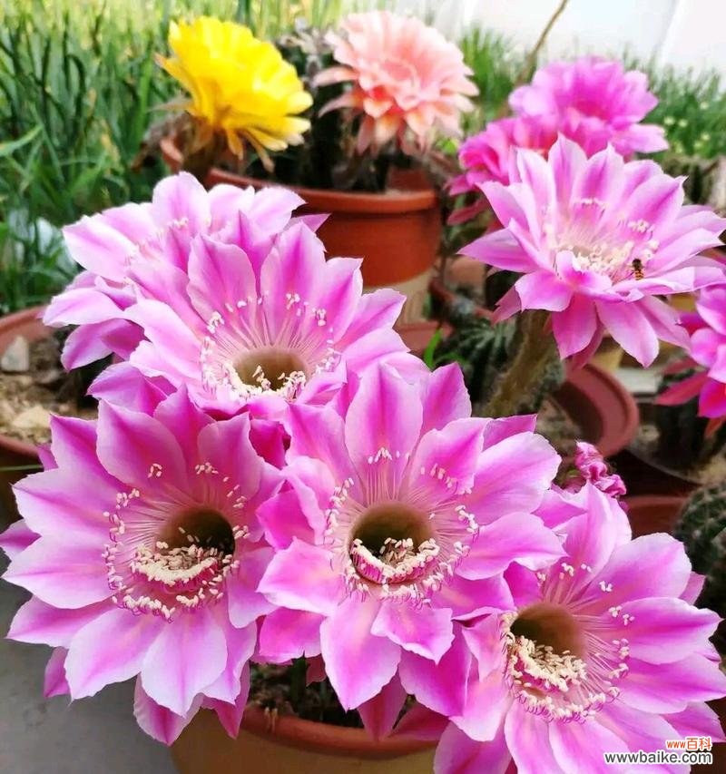 探寻仙人球花开的奥秘——寄托希望与勇气 仙人球开花的寓意和象征