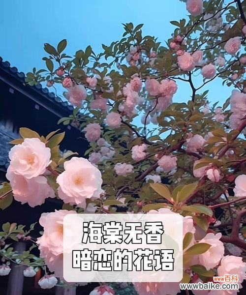 备注中暗恋人的花语代表什么？