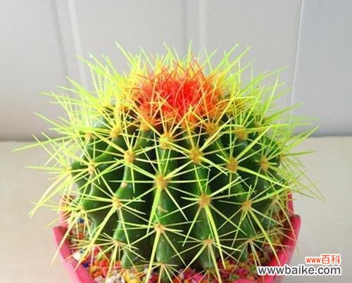 探究仙人球花在传统文化中的象征和用途 仙人球花的花语及意义