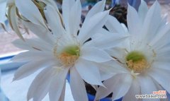 探究仙人球花在传统文化中的象征和用途 仙人球花的花语及意义