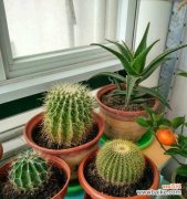 探寻仙人球的寓意与象征 仙人球