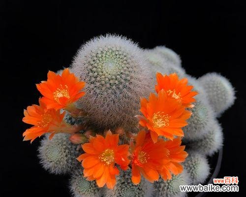 揭秘仙人球花的寓意和象征意义 仙人球花开寓意深远