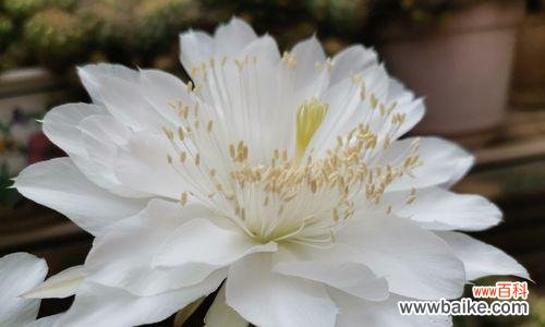 揭秘仙人球开花的神秘奥秘 仙人球开花寓意与兆头解读