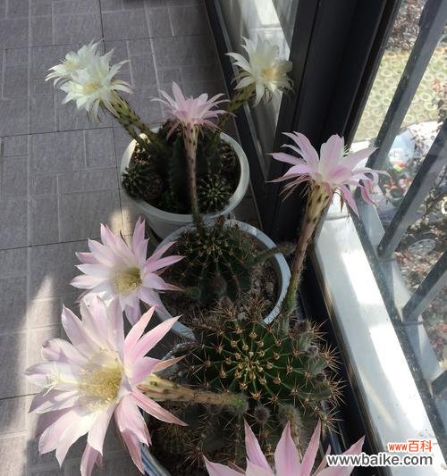 揭秘仙人球开花的神秘奥秘 仙人球开花寓意与兆头解读