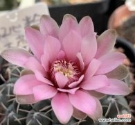 揭秘仙人球开花的神秘奥秘 仙人球开花寓意与兆头解读