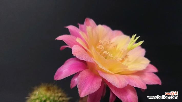 美丽的仙人球花——寓意、象征及文化意义 仙人球开花的寓意与象征