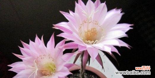 美丽的仙人球花——寓意、象征及文化意义 仙人球开花的寓意与象征