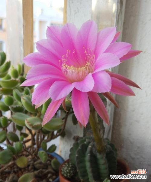 美丽的仙人球花——寓意、象征及文化意义 仙人球开花的寓意与象征