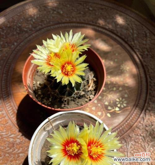 揭秘仙人掌花语的神秘世界 仙人掌之花语与寓意