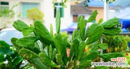 揭秘仙人掌花语的神秘世界 仙人掌之花语与寓意