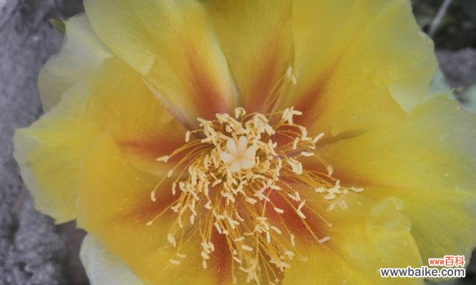 揭秘仙人掌花语的神秘世界 仙人掌之花语与寓意