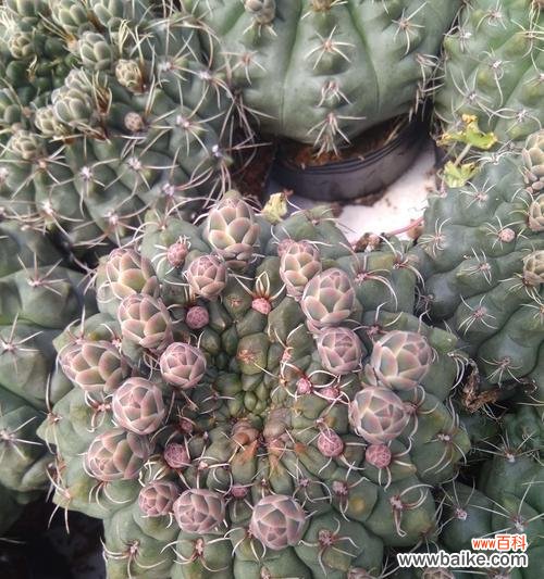 揭示仙人球寓意的深刻内涵及其在生活中的应用价值 仙人球